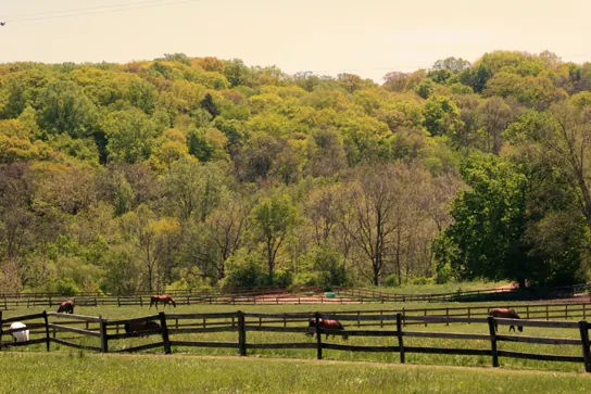 Pepper Pike, Ohio: Pepper Pike Horses!